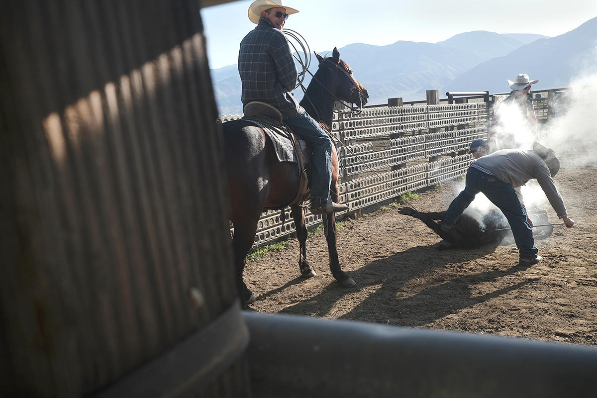 Roping, inoculating and branding of calves and cows took place on the Yribarren Ranch in Bishop, CA Sunday May 2nd, 2021.  Nick Etcheverry, Owner and Operator, along with his father Jim, of the Yribarren Ranch in Owens Valley, is a 4th generation livestock producer. He currently has sheep, cattle, and hay operations.