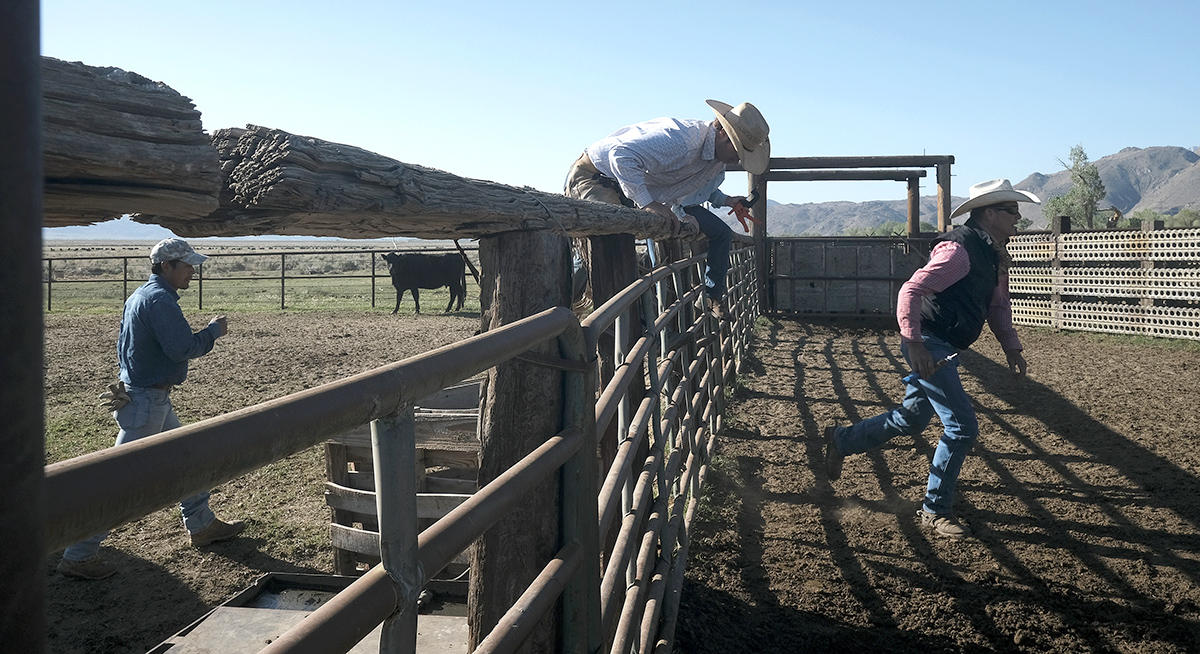 Roping, inoculating and branding of calves and cows took place on the Yribarren Ranch in Bishop, CA Sunday May 2nd, 2021.  Nick Etcheverry, Owner and Operator, along with his father Jim, of the Yribarren Ranch in Owens Valley, is a 4th generation livestock producer. He currently has sheep, cattle, and hay operations.