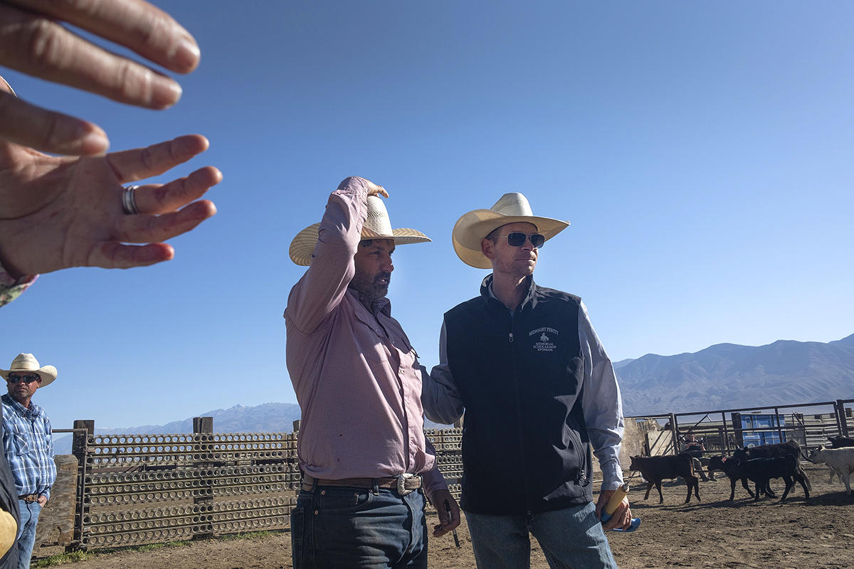 Roping, inoculating and branding of calves and cows took place on the Yribarren Ranch in Bishop, CA Sunday May 2nd, 2021.  Nick Etcheverry, Owner and Operator, along with his father Jim, of the Yribarren Ranch in Owens Valley, is a 4th generation livestock producer. He currently has sheep, cattle, and hay operations.