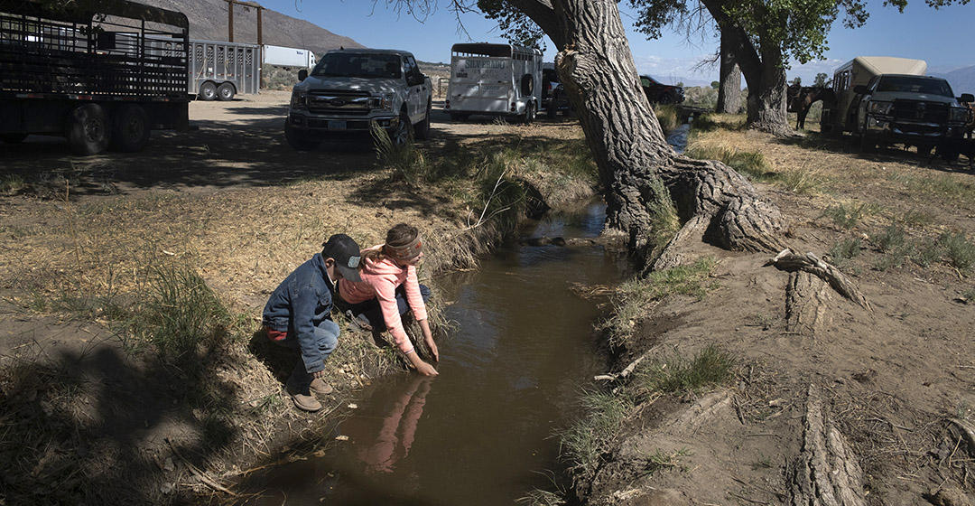 Roping, inoculating and branding of calves and cows took place on the Yribarren Ranch in Bishop, CA Sunday May 2nd, 2021.  