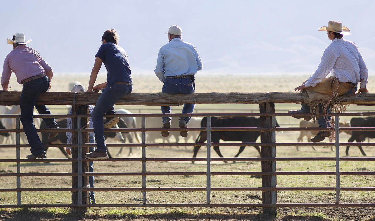 Roping, inoculating and branding of calves and cows took place on the Yribarren Ranch in Bishop, CA Sunday May 2nd, 2021.  Nick Etcheverry, Owner and Operator, along with his father Jim, of the Yribarren Ranch in Owens Valley, is a 4th generation livestock producer. He currently has sheep, cattle, and hay operations.