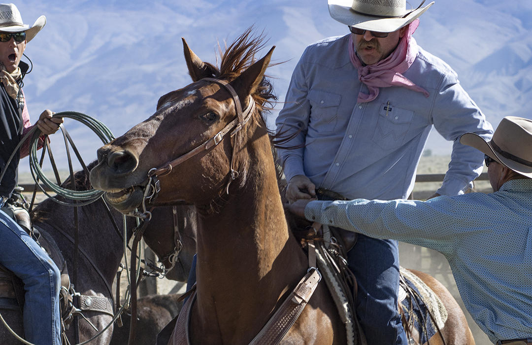 Roping, inoculating and branding of calves and cows took place on the Yribarren Ranch in Bishop, CA Sunday May 2nd, 2021.  Nick Etcheverry, Owner and Operator, along with his father Jim, of the Yribarren Ranch in Owens Valley, is a 4th generation livestock producer. He currently has sheep, cattle, and hay operations.