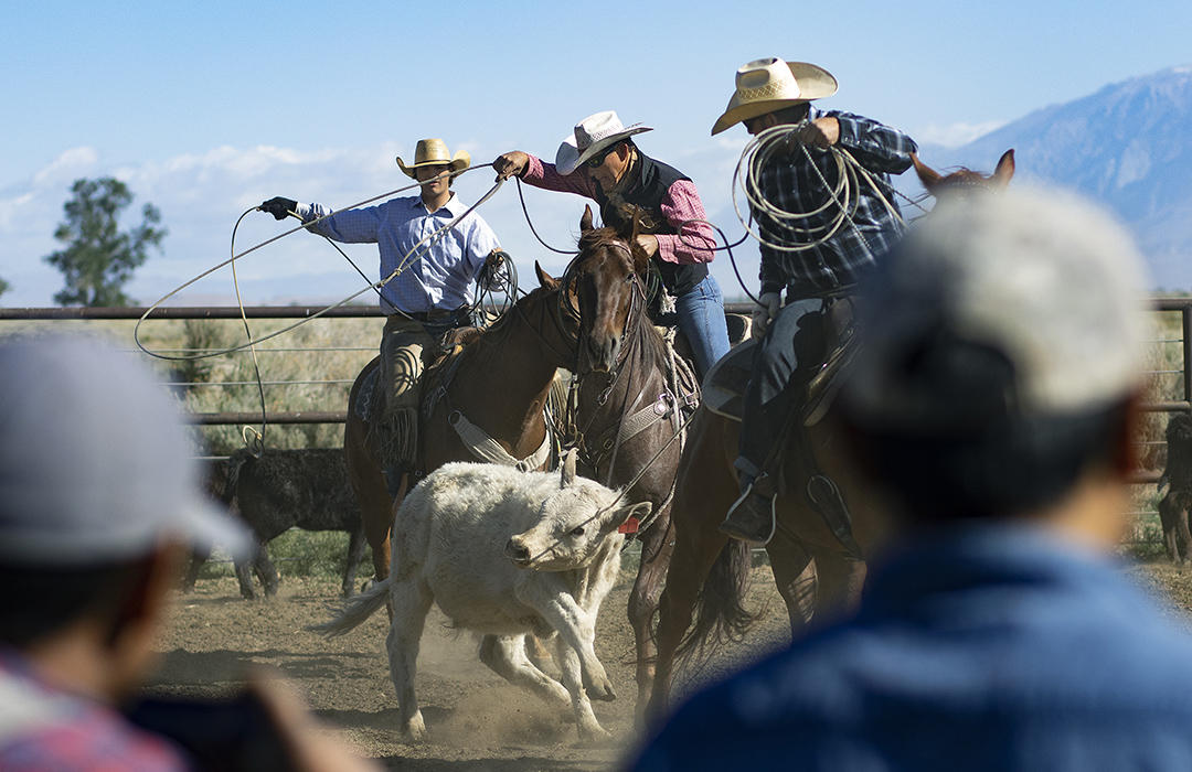 Roping, inoculating and branding of calves and cows took place on the Yribarren Ranch in Bishop, CA Sunday May 2nd, 2021.  Nick Etcheverry, Owner and Operator, along with his father Jim, of the Yribarren Ranch in Owens Valley, is a 4th generation livestock producer. He currently has sheep, cattle, and hay operations.